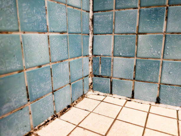 Asbestos and Lead Testing During Mold Inspection in Orchard Mesa, CO